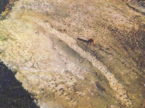 Howard County trackway.