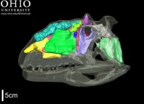 Majungasaurus_FMNH-PR2100_sinuses_movie_thumb_yaw