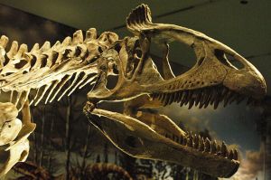 Cryolophosaurus, Royal Ontario Museum. Wikimedia.