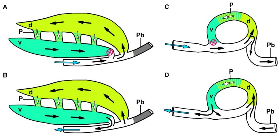 Air flow in a croc lung. d = dorsal, v = ventral.  Figure 10 from Schachner et al. 2013. PeerJ 1:e60