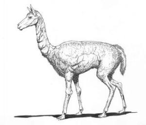 Hemiauchenia, an early North American camel.  Drawing by Gavin McCullough. 