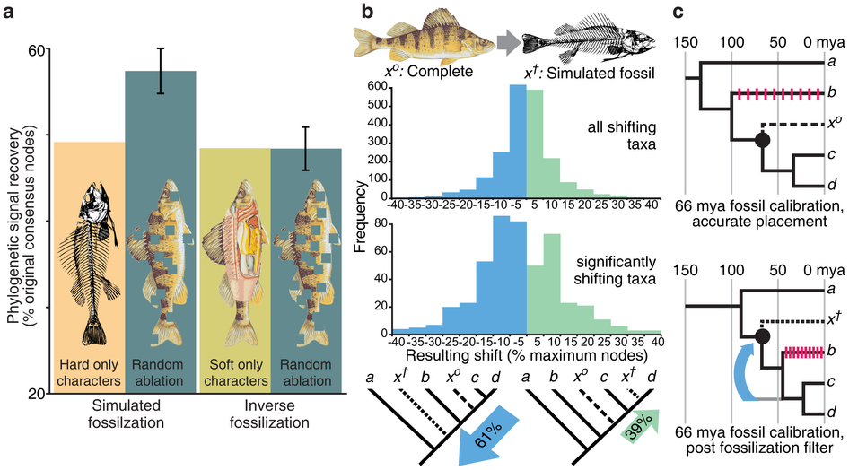 Figure from Sansom and Willis 2013 showing fossilization study results.