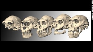 Homo erectus skulls. Courtesy of the University of Zurich
