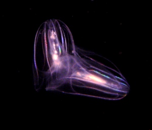 Comb jelly. Wikimedia. Creative Commons Attribution 2.0 generic license.