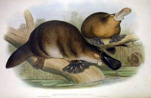 The poor platypus, he has no stomach (but at least he has poison spurs). John Gould. 1863. Wikimedia.