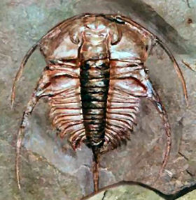 Here is Bristolia for comparison. This image is also from trilobites.info