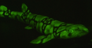 A green biofluorescent chain catshark (Scyliorhinus retifer). Livescience.com. Credit: ©J. Sparks, D. Gruber, and V. Pieribone