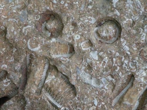 Fossil Friday! The Red-faced Fossil