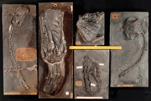 Stellar examples of crinoids in all their fossilized glory. This image and more information can be found at www.ucmp.berkeley.edu/echinodermata/crinoidea.html