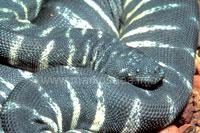 Little file snake, Acrochordus granulatus. www.markshea.info