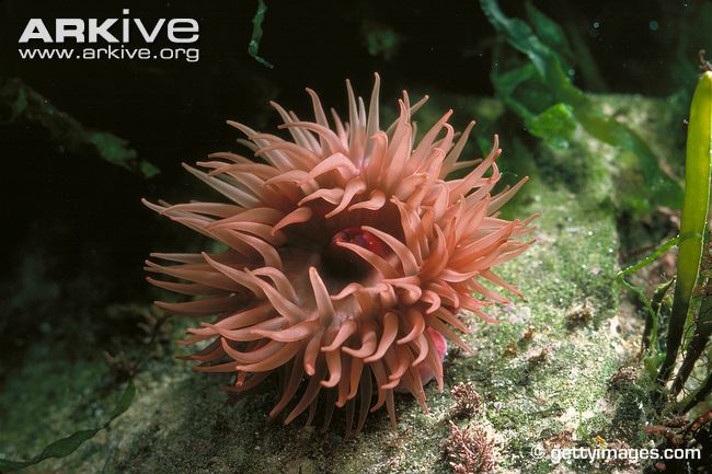 Sea anemones: not real plants, not even by half, they just play them on TV.