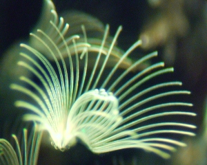 Bryozoan lophophore. www.geol.umd.edu/