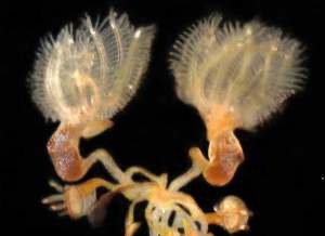 Cephalodiscus, a type of pterobranch. http://metazoan.auburn.edu/halanych/lab/projects.html