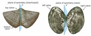 Symmetry in a brachiopod and clam. www.kgs.ku.edu