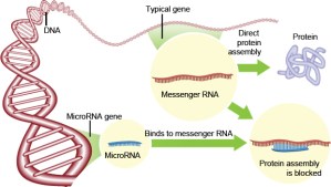 MicroRNA at work. by Steve Karp