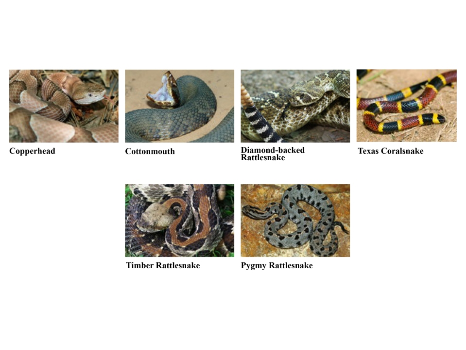 Venomous snakes of Arkansas. Baptisthealblog.com