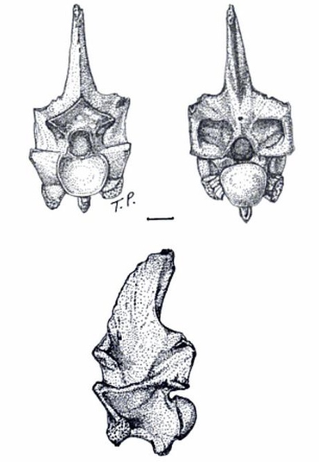 pterosphenus