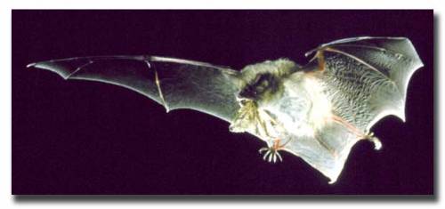 One down, only 33 million more to go this year. http://www.life.illinois.edu/paige/bats.html