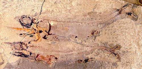 Falcatus_falcatus_640