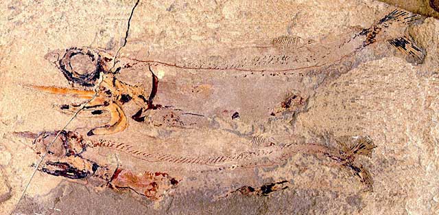 Falcatus_falcatus_640