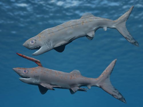 Falcatus reconstructed. Wikimedia.