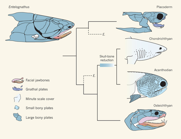 What Entelognathus says about fish relationships. Palaeontology: A jaw-dropping fossil fish Matt Friedman & Martin D. Brazeau Nature 502, 175–177 (10 October 2013) doi:10.1038/nature12690