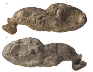 Ozarcus. The fossil itself. AMNH.