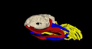 ticker_fishskull_free