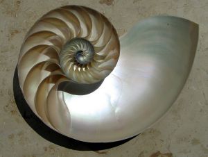 Nautilus shell. Wikimedia.