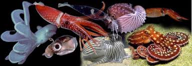 Cephalopod diversity. Tolweb.org