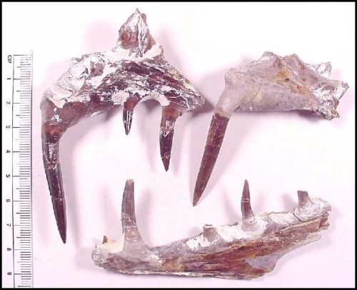 enchodusoceansofkansas