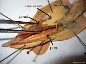 Squid anatomy. Biologycorner.com