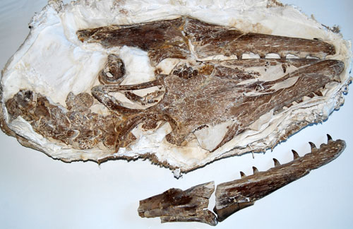 Platecarpus_skull
