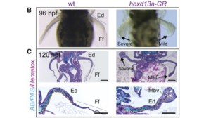 Left column shows the control animals showing normal fins. The right column shows the bichir raised on land. Standen et al. 2014.