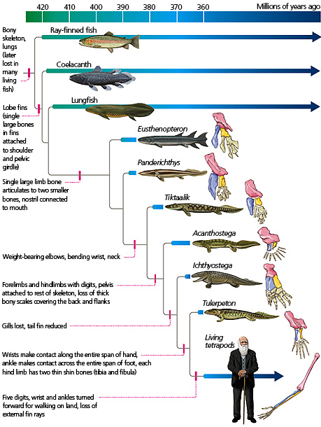 Tetrapod phylogeny from The Tangled Bank, by Carl Zimmer