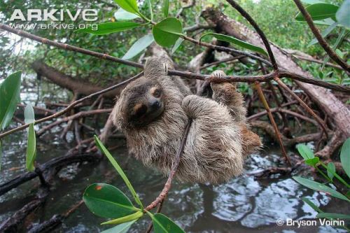 Pygmy-three-toed-sloth