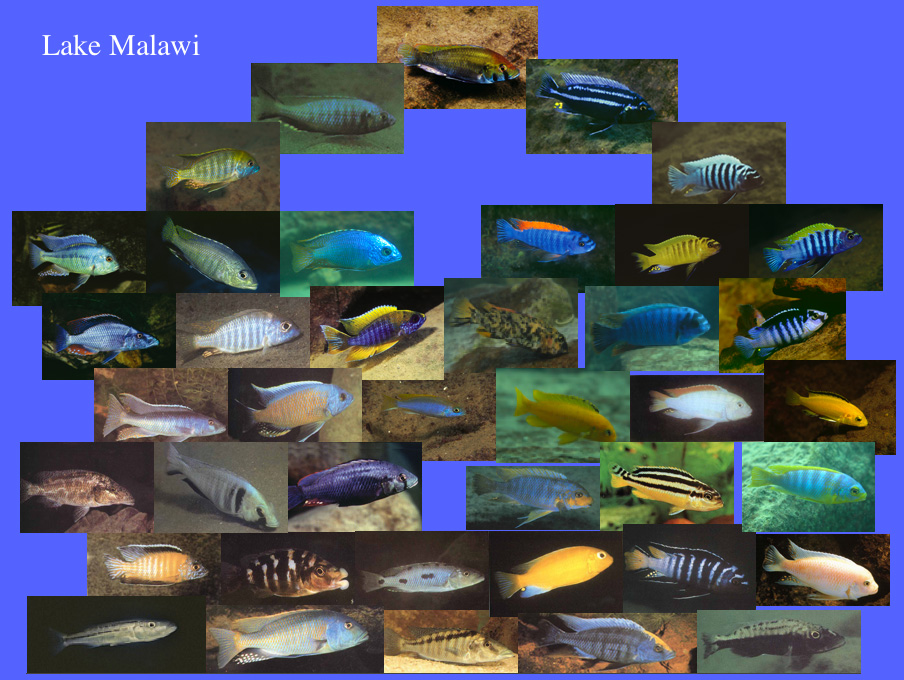 http://cichlid.umd.edu/cichlidlabs/kc/res/Cichlid.html