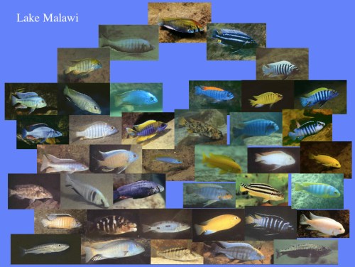 http://cichlid.umd.edu/cichlidlabs/kc/res/Cichlid.html
