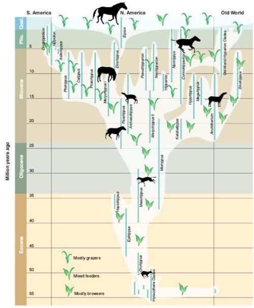 McFadden, Bruce. 2005. “Fossil Horses – Evidence of Evolution.” Science Vol. 307. no. 5716, pp. 1728 – 1730