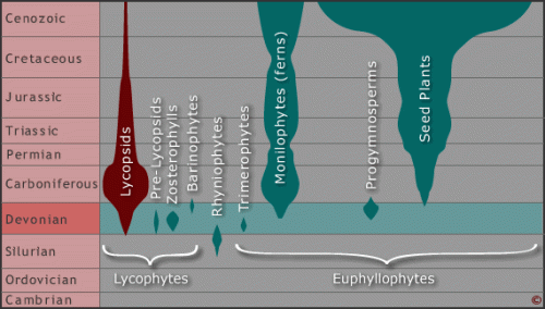 Reconstructions of Lepidodendron (far left, Late Carboniferous, ~50 m tall), Sigillaria (left, Late Carboniferous, ~40 m,), Valmeyerodendron (middle top, Early Carboniferous, 0.6 m), Protolepidodendron (top right, Middle Devonian, 0.2 m), Chaloneria (bottom middle, Late Carboniferous, 2 m), Pleuromeia (bottom right, Triassic, 2 m) and Isoetes (bottom far right, extant, 30 cm). Image and caption info by Dennis Murphy. http://www.devoniantimes.org/who/pages/lycopsid.html