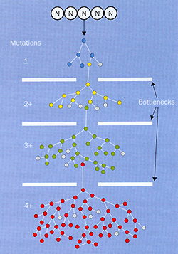 Clonal evolution of cancer. Mel Greaves. http://www.science-connections.com/trends/science_content/evolution_6.htm