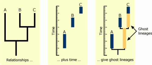 Three taxa represented in the fossil record are hypothesized to be related to each other in a certain way. When the occurrences of these taxa in the fossil record are plotted against time, then the apparent gaps in the fossil record can be explained by ghost lineages. http://www.ucmp.berkeley.edu/taxa/verts/archosaurs/ghost_lineages.php