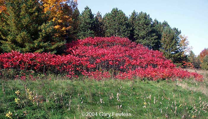 Bring in the clones!