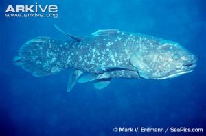 Sulawesi-coelacanth-16hujaj