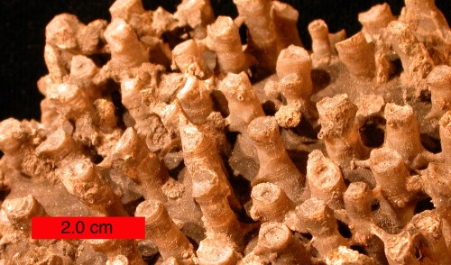 Tabulate coral found near Hiwasse, Arkansas. "Syringoporid" by Wilson44691 - Own work. Licensed under Public Domain via Wikimedia Commons