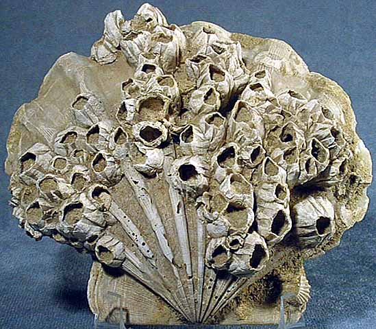 Barnacles on a clam. Natural History Museum, Humboldt University. http://www2.humboldt.edu/