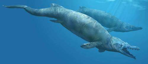 basilosaurus