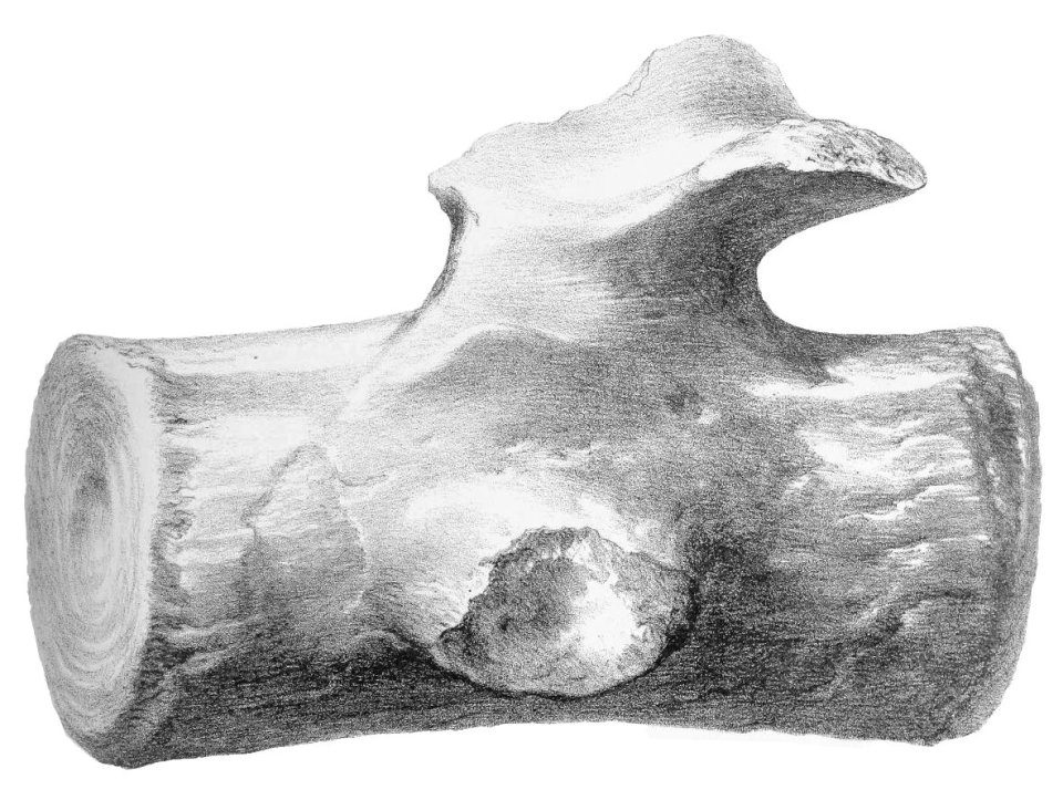 Owen-Basilosaurus-vertebra