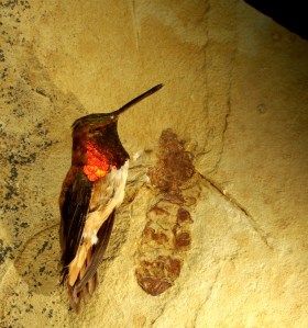 Titanomyrma lubei (not from Arkansas).