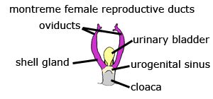 Did I also mention that echidnas only have one opening for their bladder and reproductive systems, called a cloaca?  http://www.ucumberlands.edu/academics/biology/faculty/kuss/courses/Urogenital/ComparativeUGAnatomy.htm
